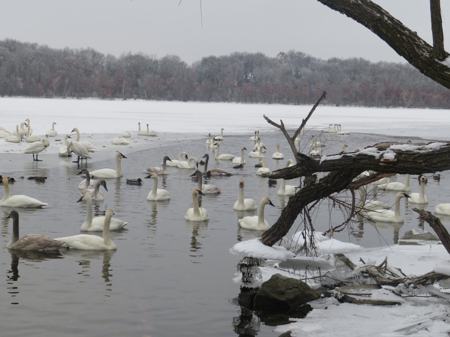 The Trumpeter Swan Family Reunion 2021
