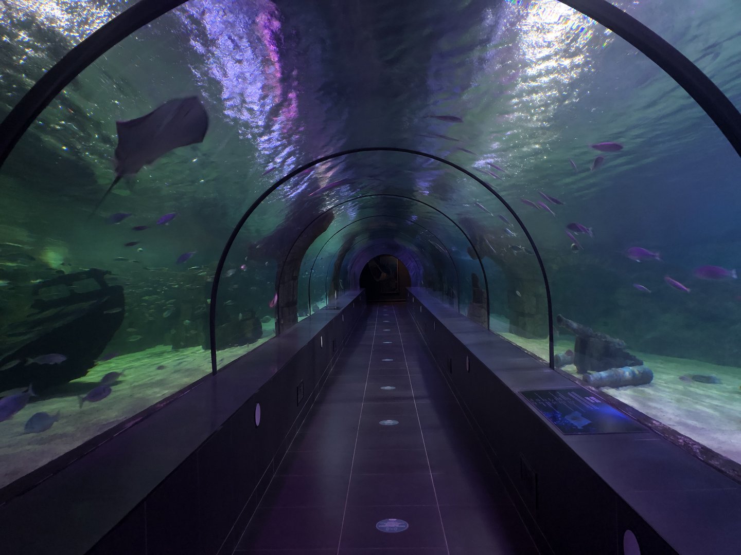 The Tunnel Aquarium at ViaSea Aquarium