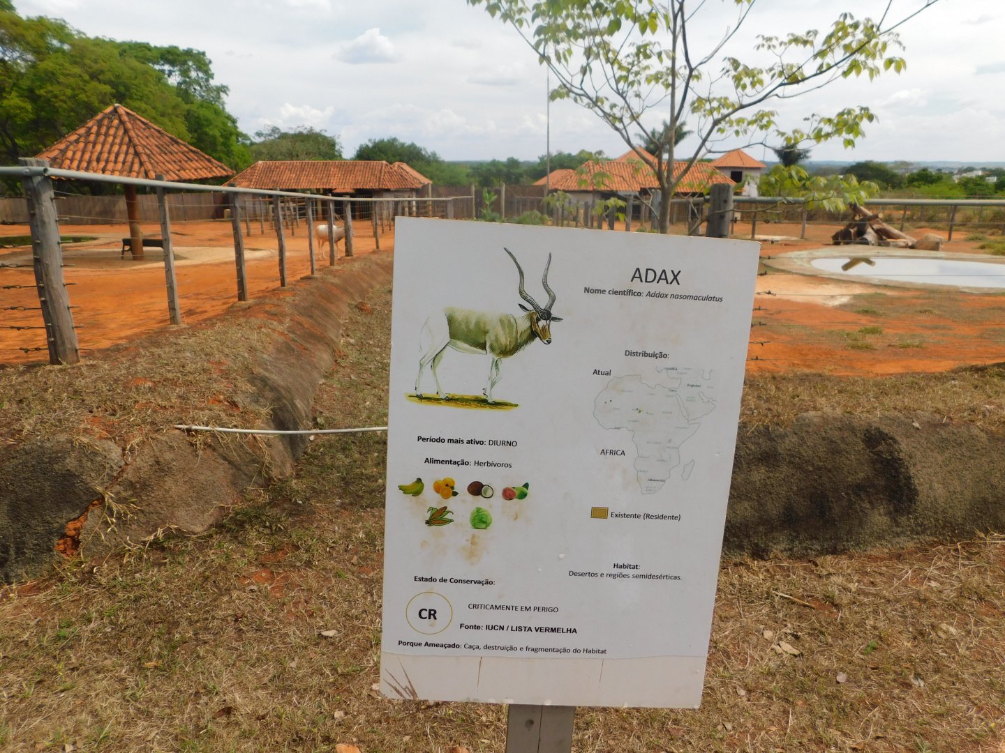 The two addax enclosures - Brasilia zoo