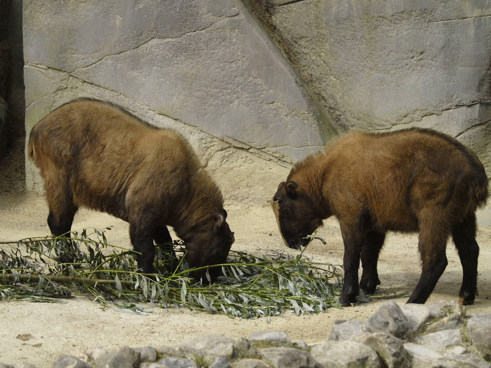 The two Mishmi takin calves