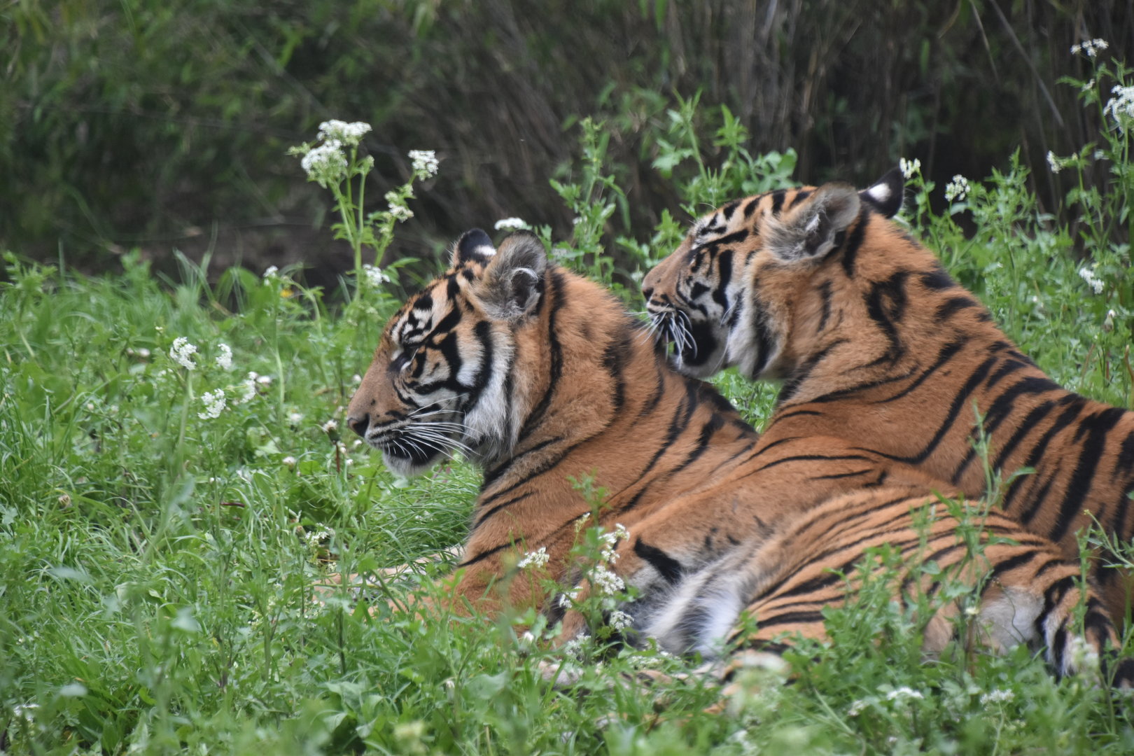The two tiger cubs