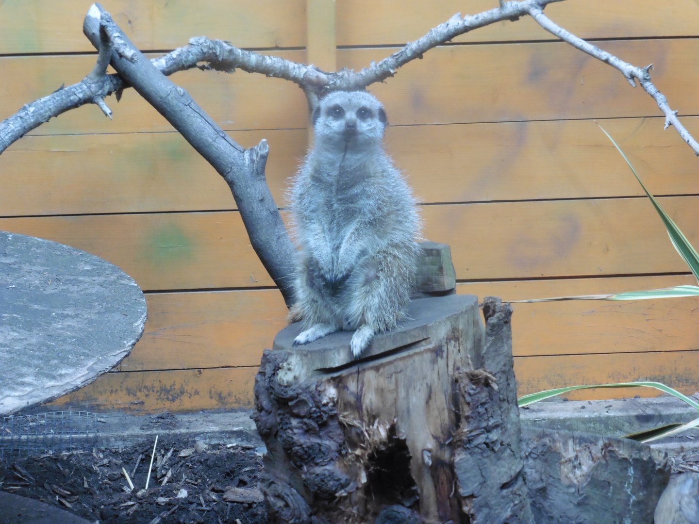 The ubiquitous Meerkat