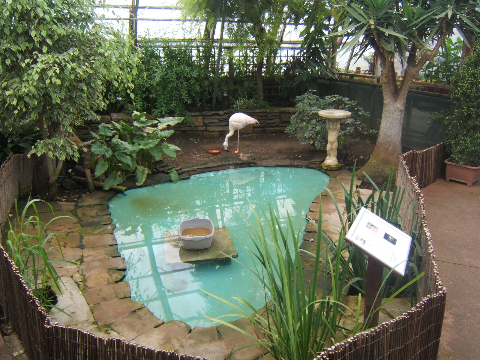 The UK`s best Flamingo exhibit!!!