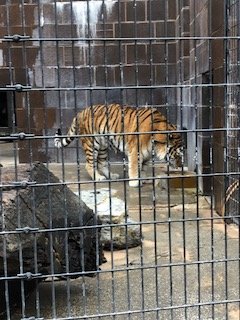 The um... Bad past of the Omaha zoo. Cat complex-Omaha's Henry Doorly zoo-2015
