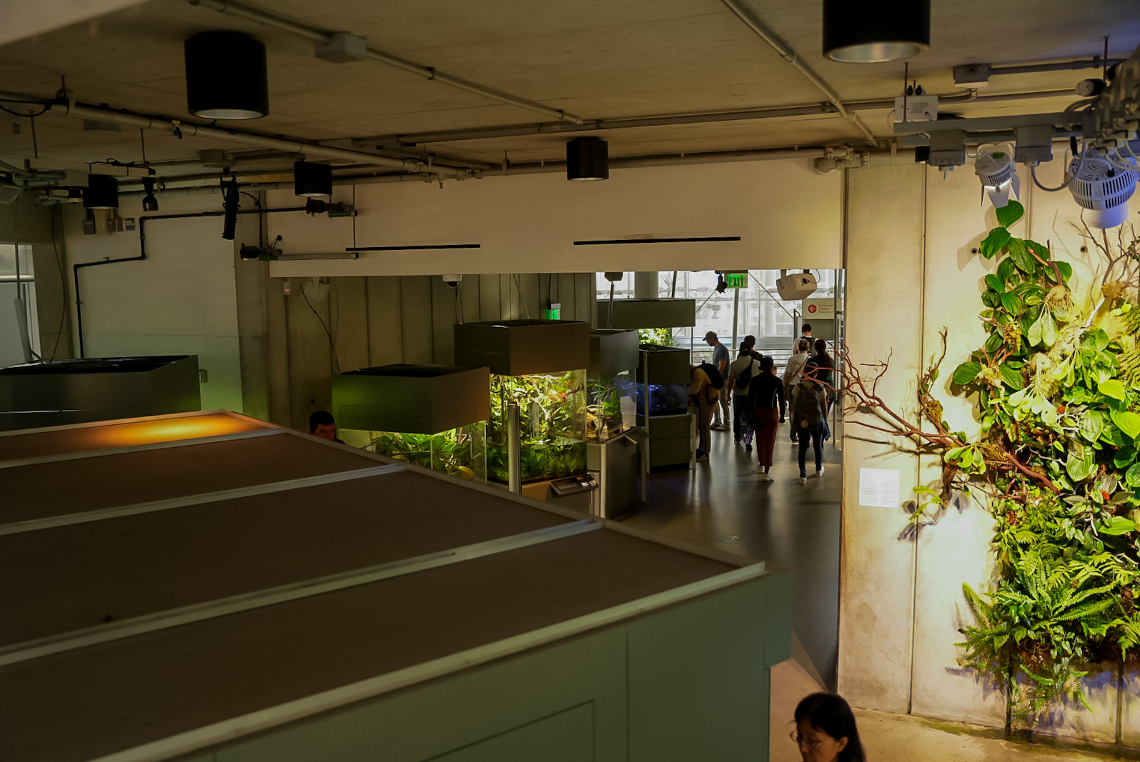 "The Understory" (Osher Rainforest Dome)