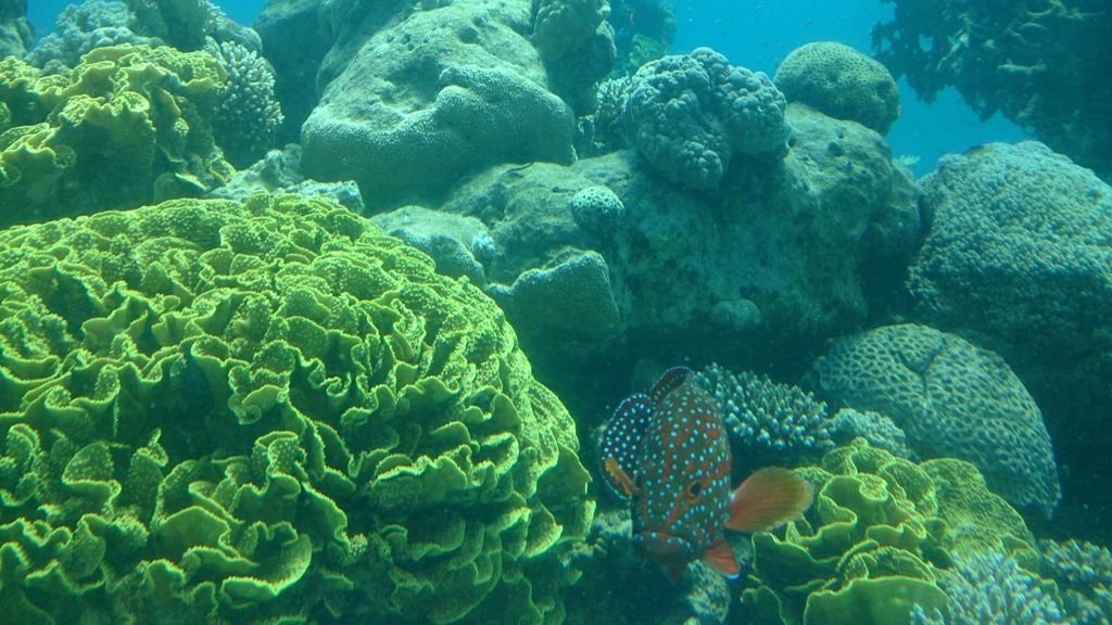 The Underwater Observatory Marine Park 26.10.13