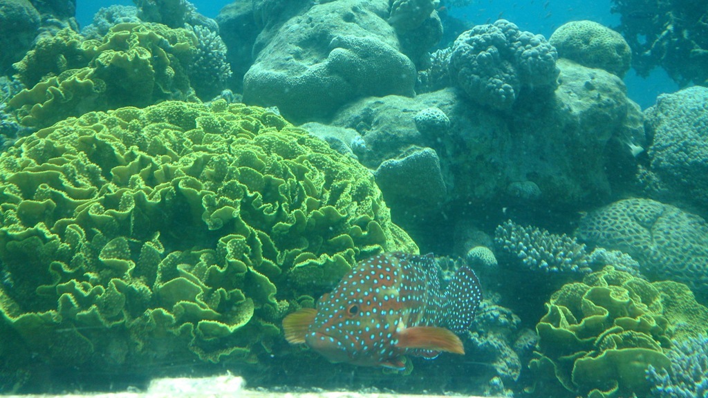 The Underwater Observatory Marine Park 26.10.13
