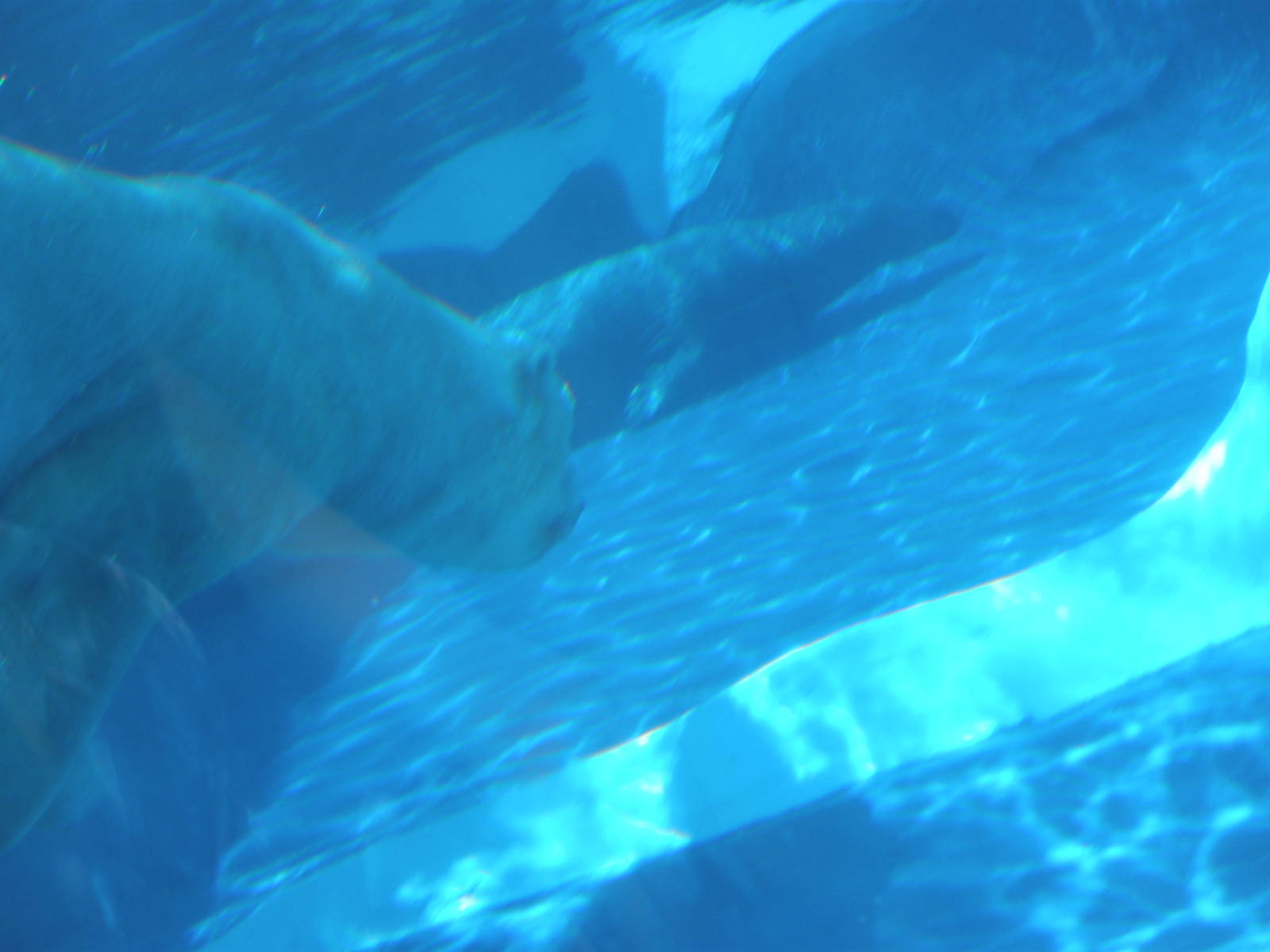 The underwater tunnel