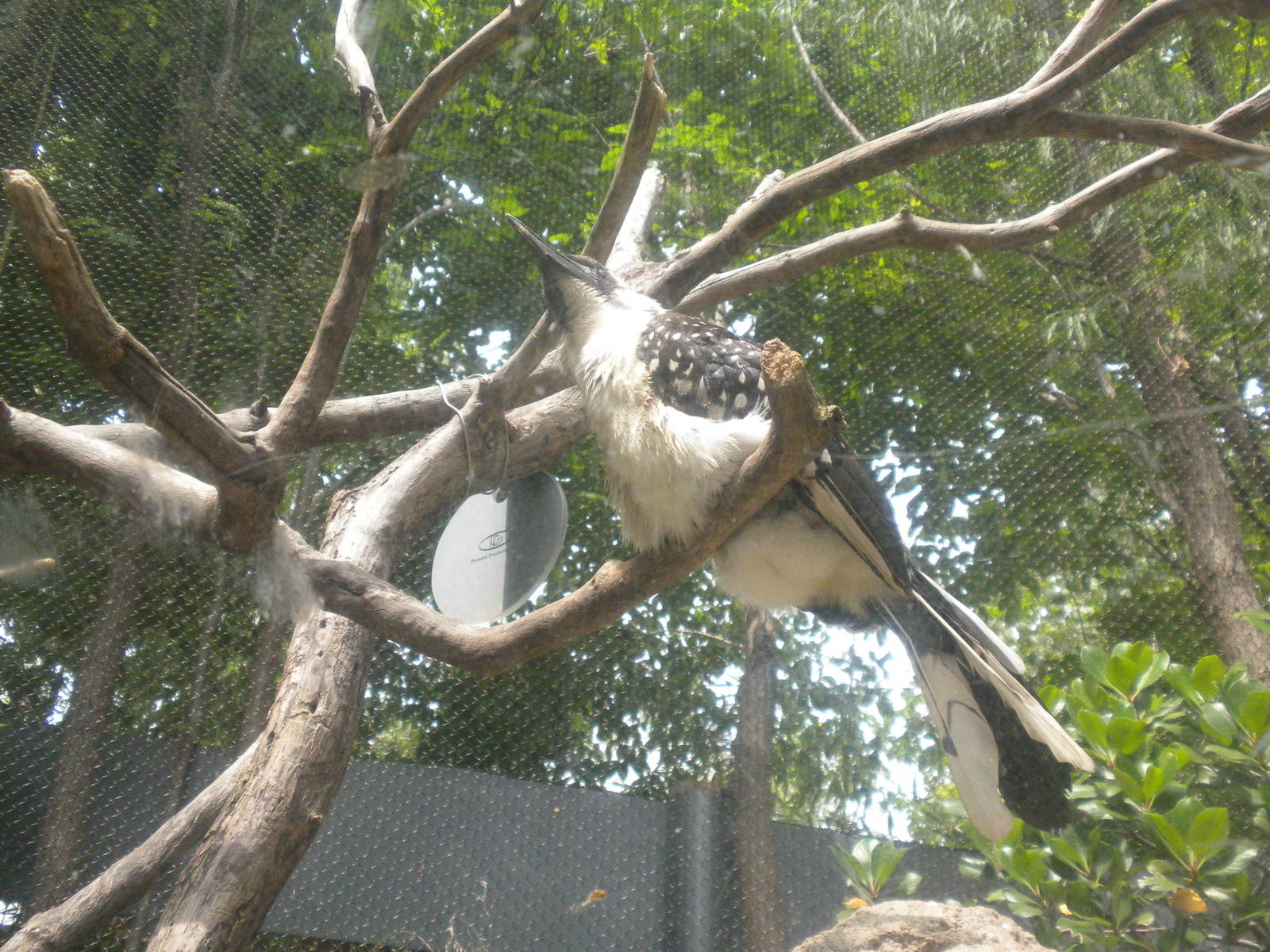 The Underzone - Jackson's Hornbill