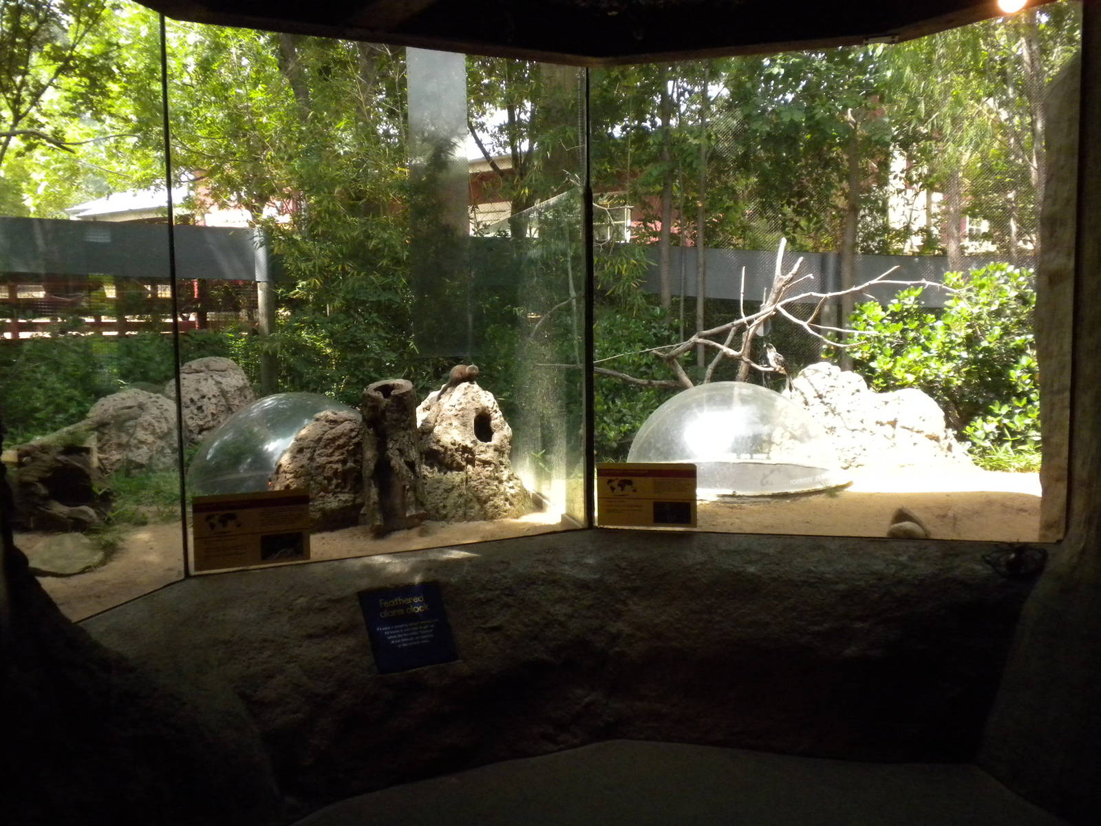 The Underzone - Jackson's Hornbills and Dwarf Mongoose