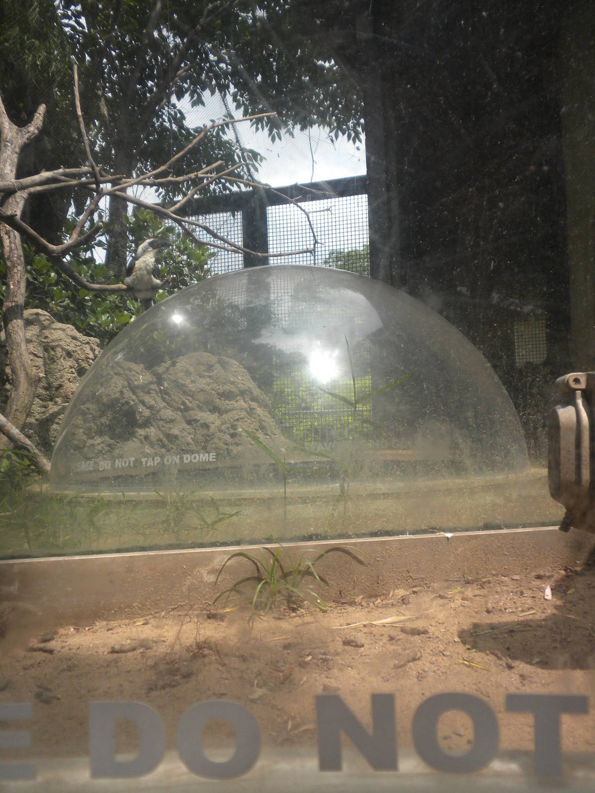 The Underzone - Mongoose and Hornbill exhibit