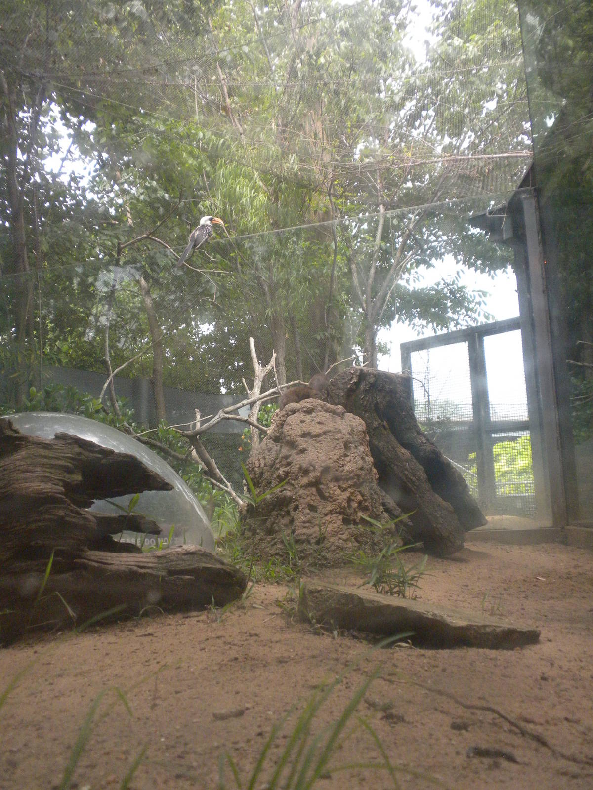 The Underzone - Mongoose and Hornbill exhibit
