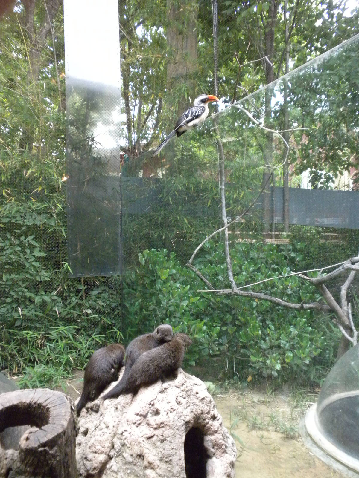 The Underzone - Mongoose and Hornbill exhibit