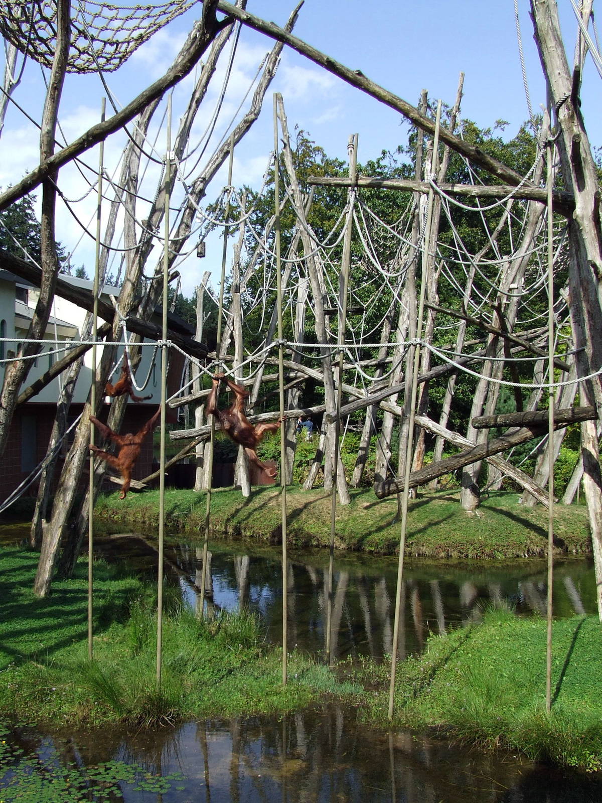 The use of flexible poles in Orangseum, Apenheul