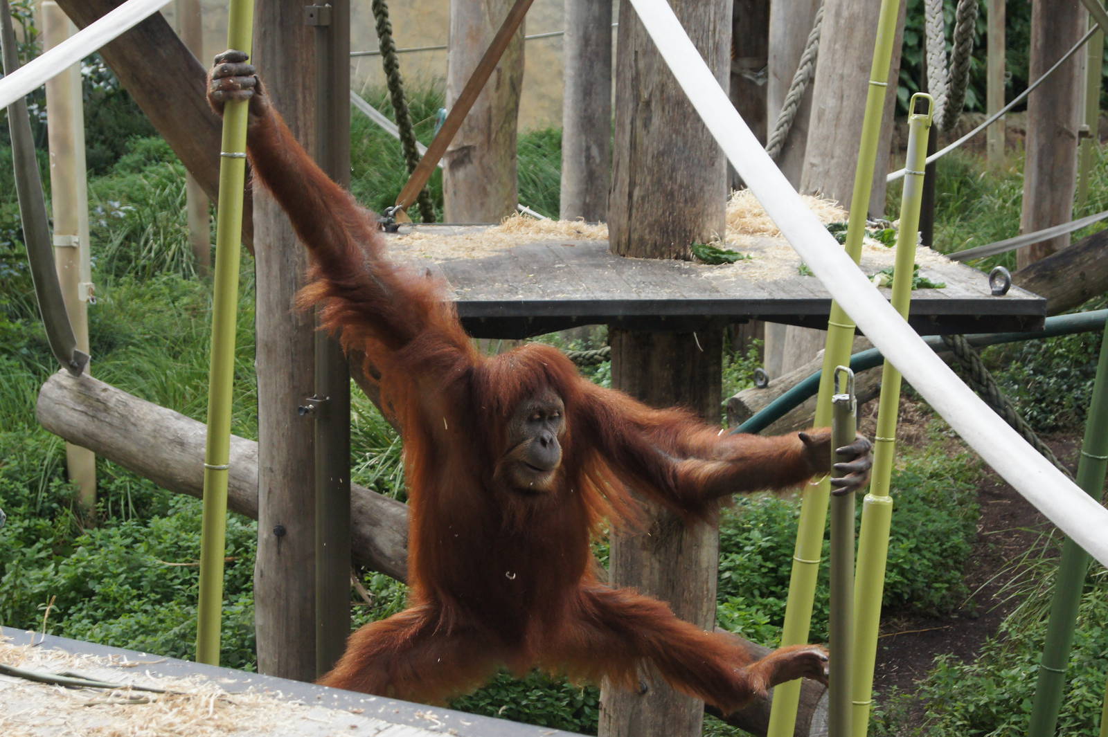 The use of sway poles