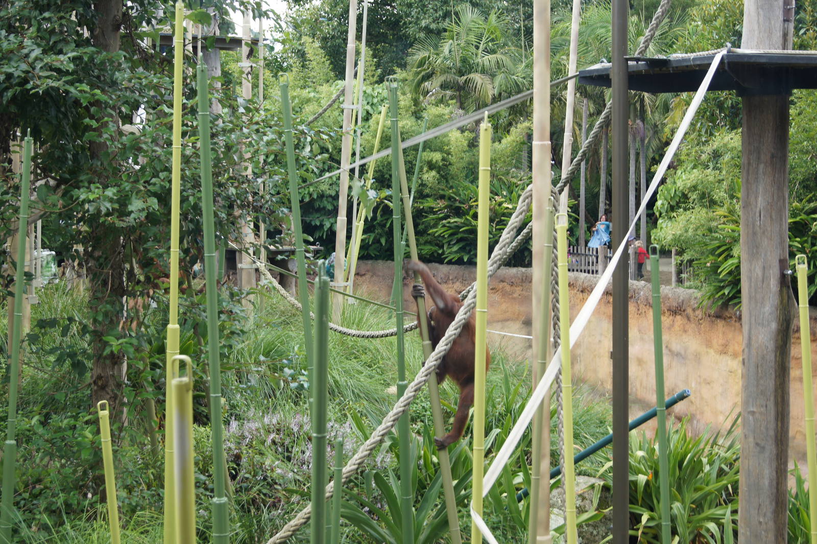 The use of sway poles