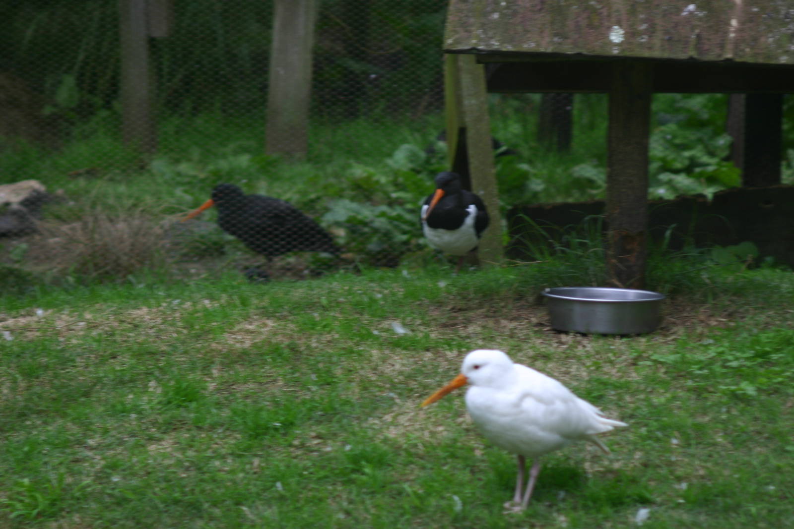 The Variability of Variable Oystercatchers - Otorohanga Kiwi House April 20