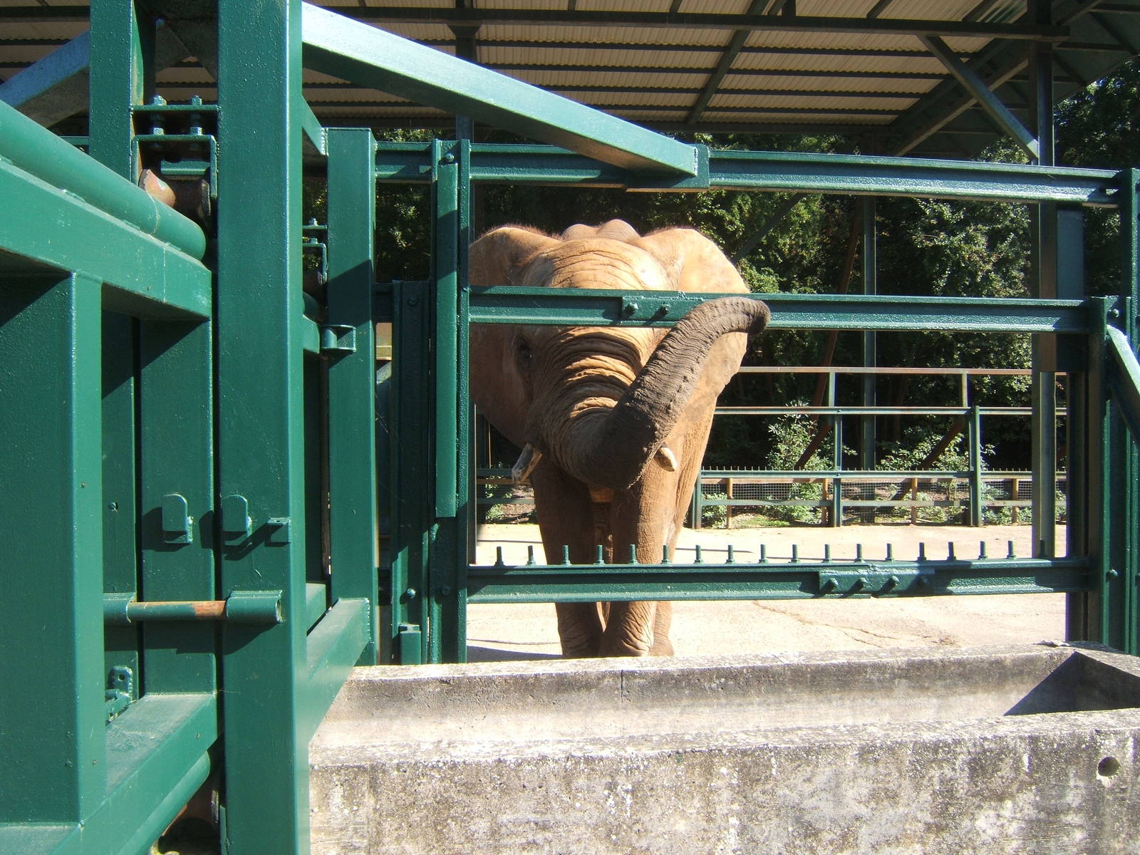 The very newly arrived new breeding Bull African Elephant