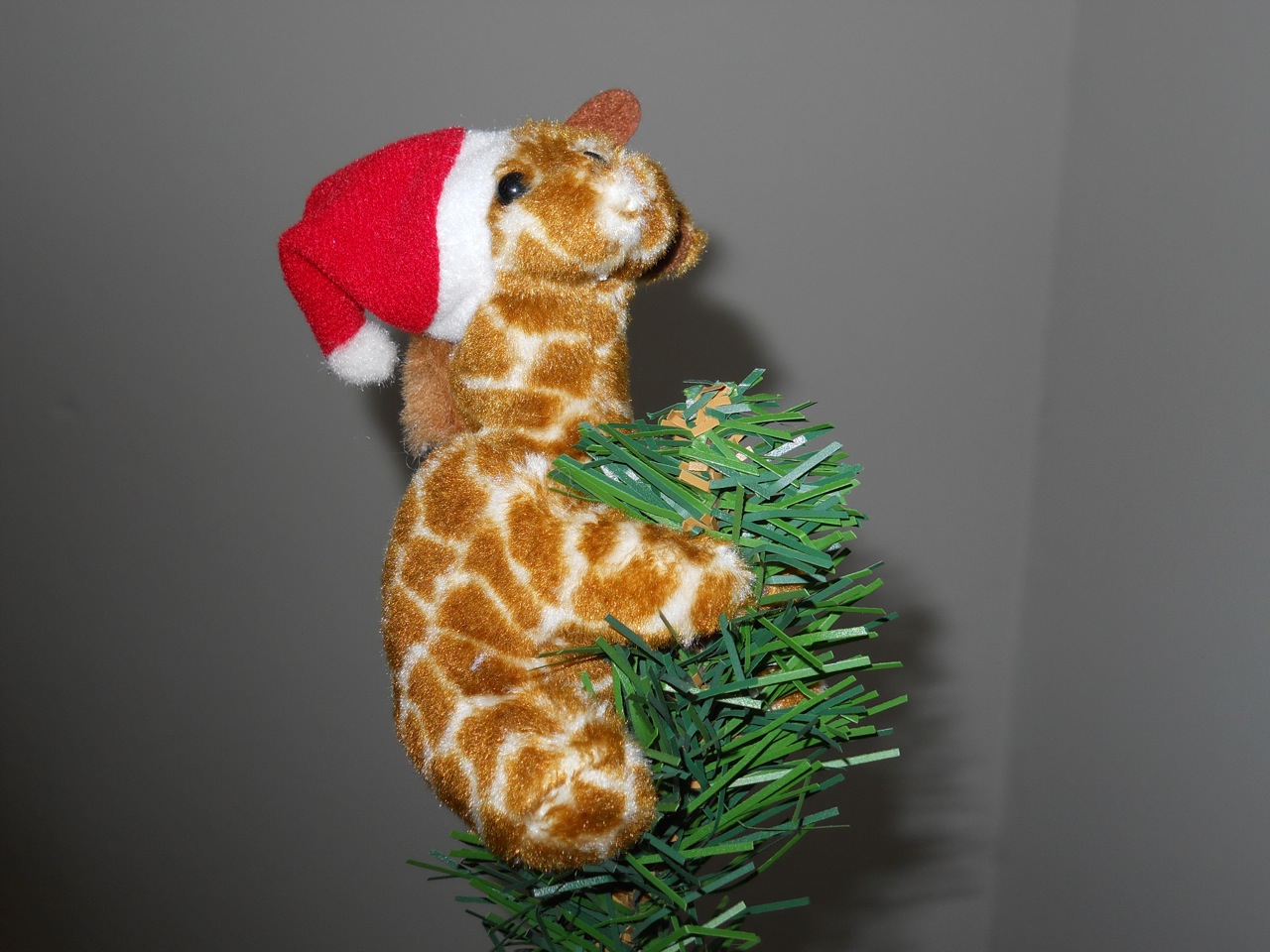 The very rare tree-climbing North American Santa Giraffe (Giraffa noelensis