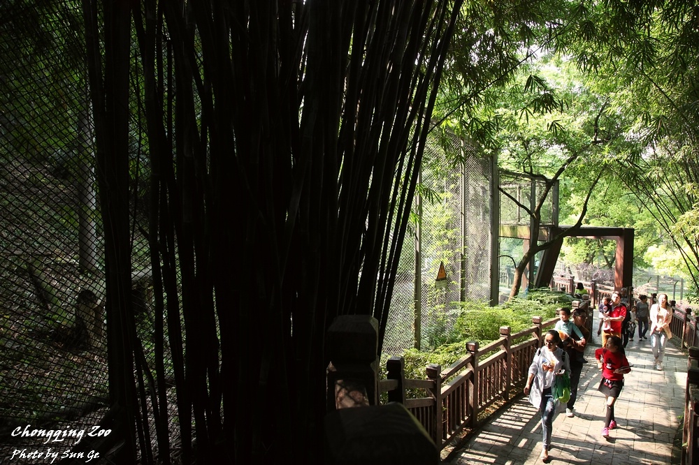 The viewing corridor of Jaguar Exhibit