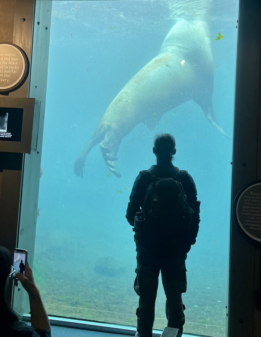 The Viewing of the Steller Sea Lion