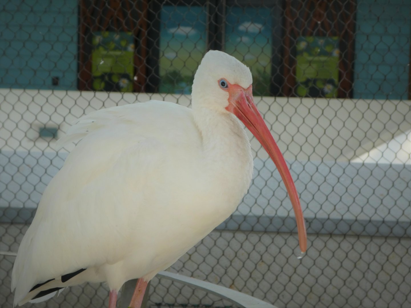 The Vista - American White Ibis