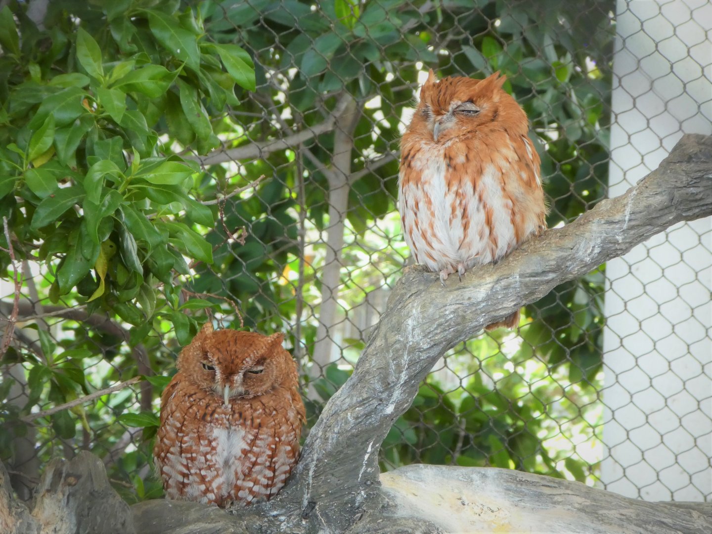 The Vista - Eastern Screech-Owls