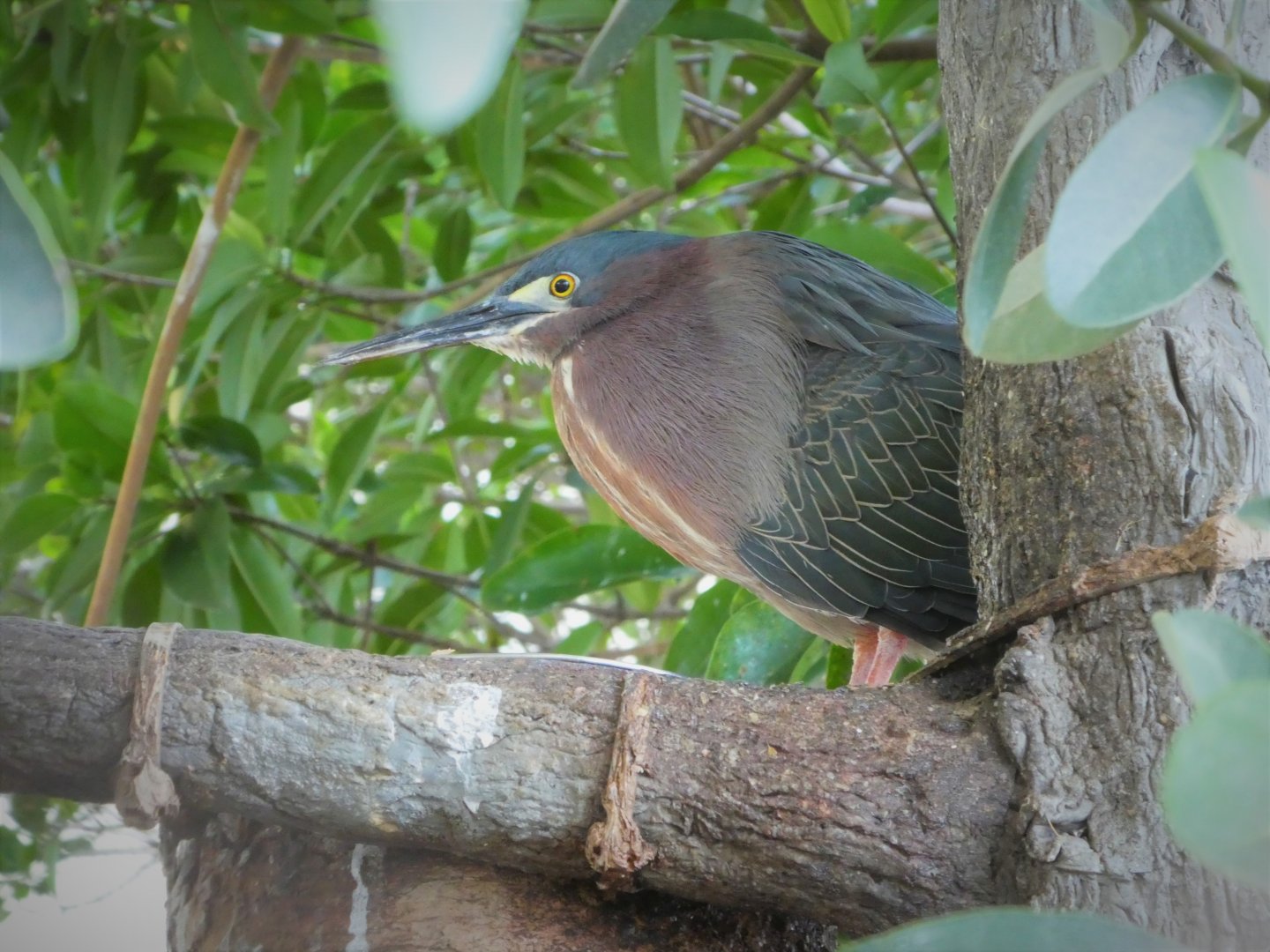 The Vista - Green Heron