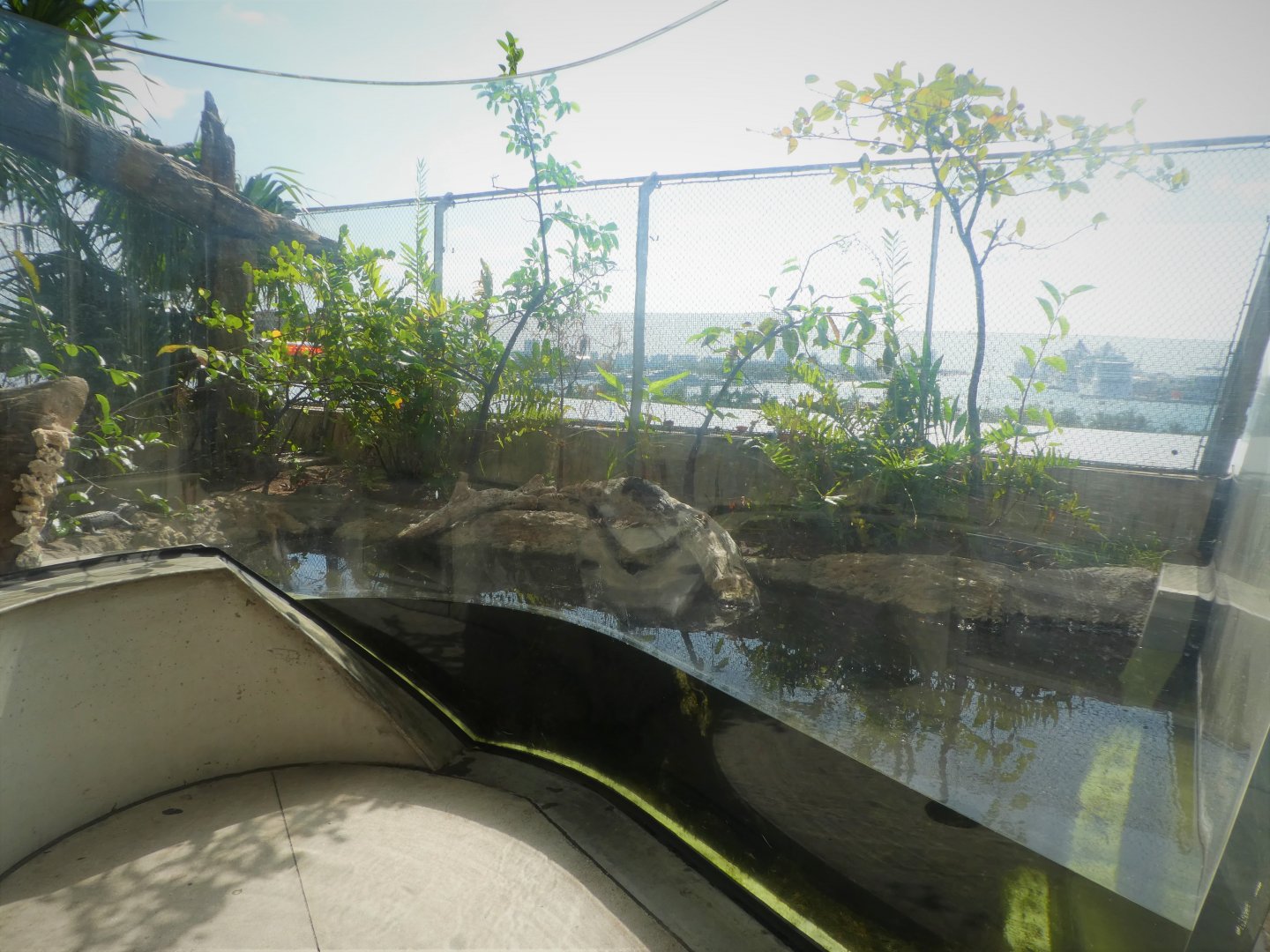 The Vista - Hardwood Hammock - American Alligator Exhibit