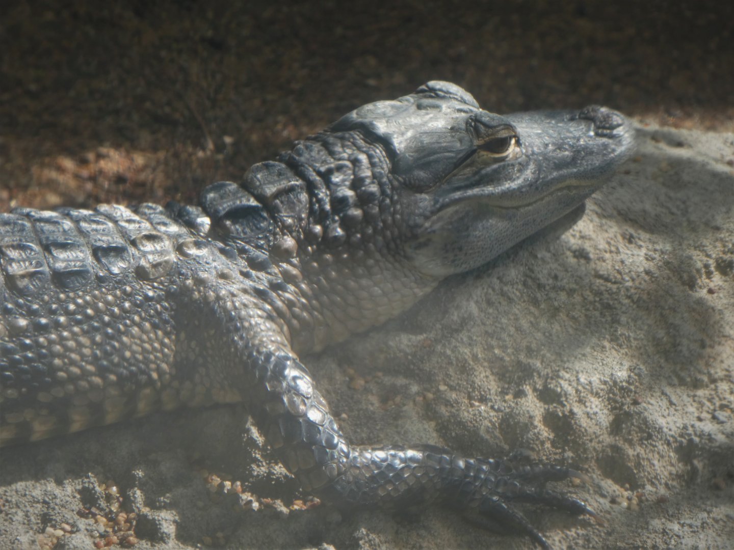 The Vista - Hardwood Hammock - American Alligator