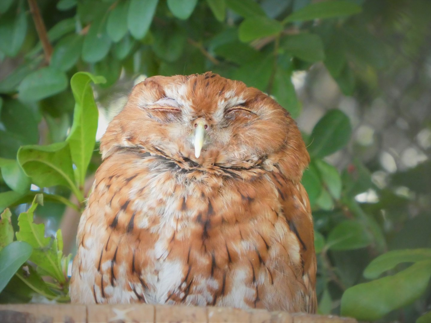 The Vista - Hardwood Hammock - Eastern Screech-Owl