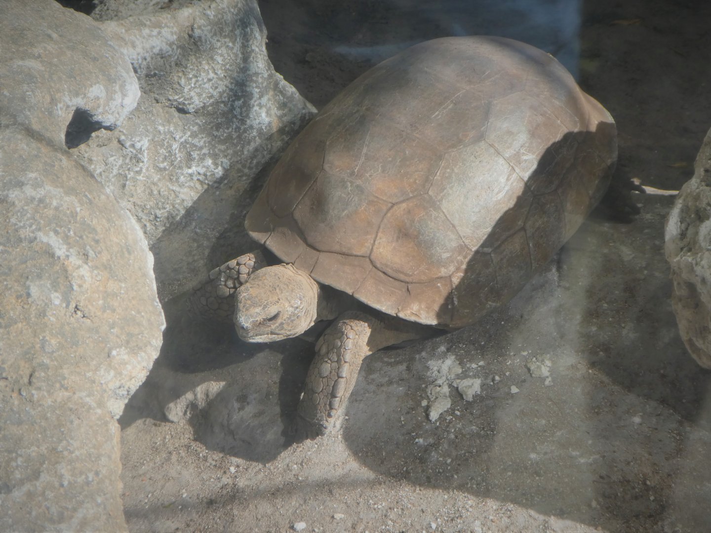 The Vista - Hardwood Hammock - Gopher Tortoise