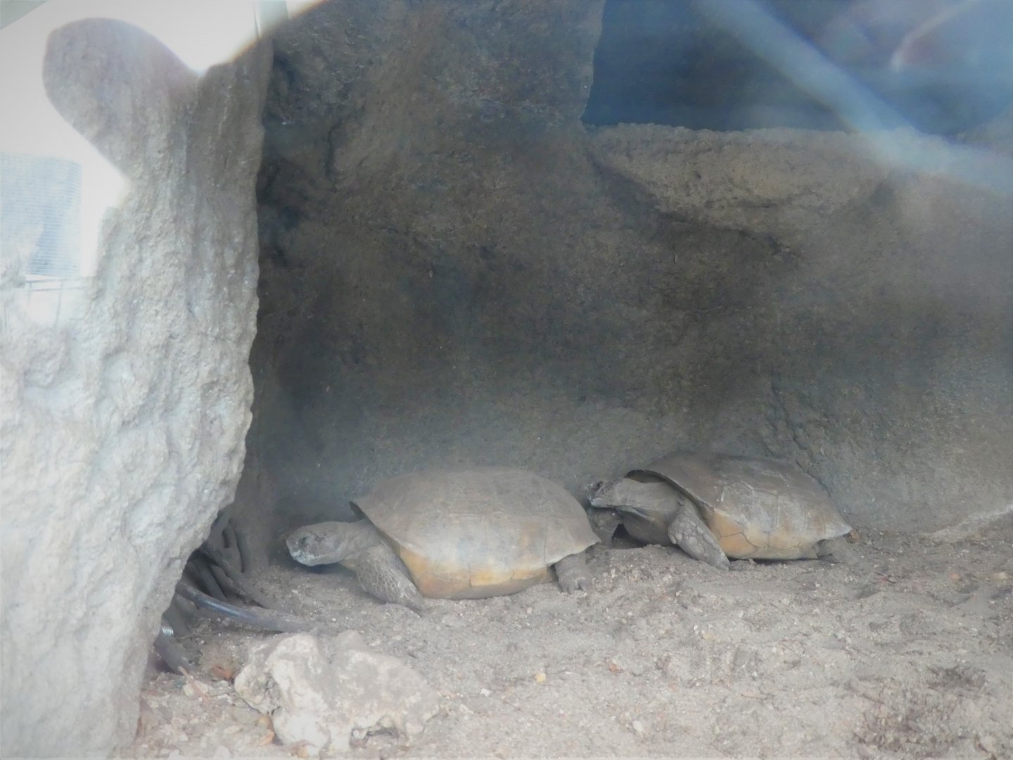The Vista - Hardwood Hammock - Gopher Tortoises