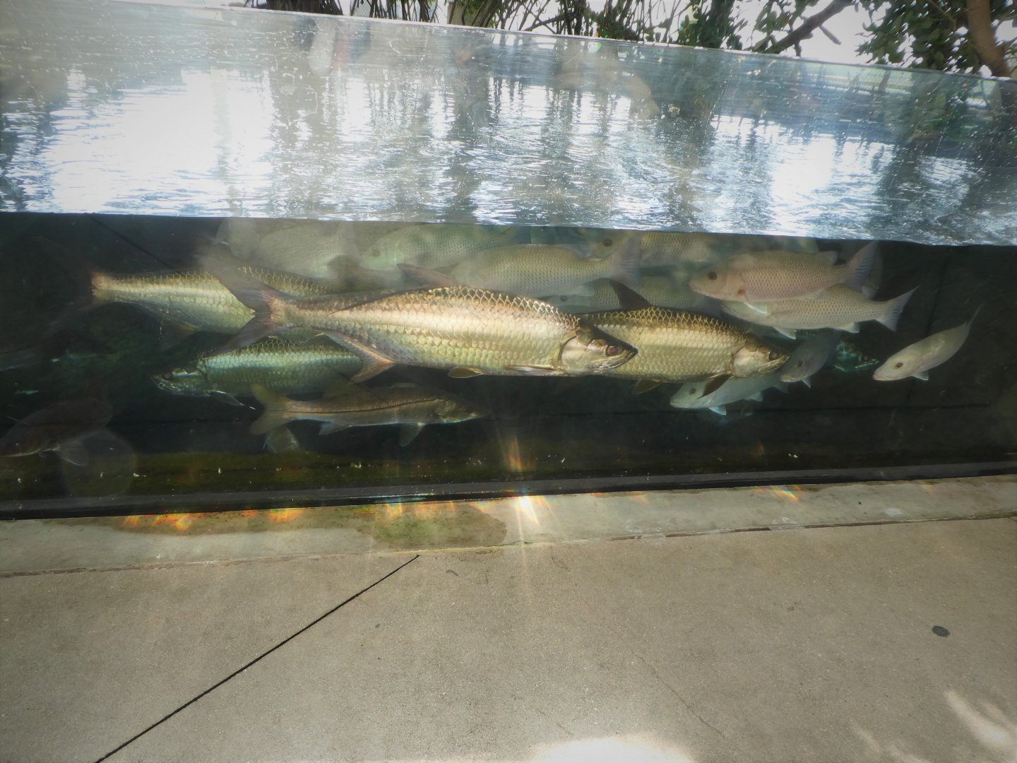The Vista - Mangrove Forest Habitat