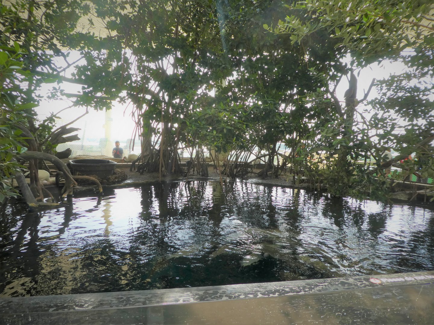 The Vista - Mangrove Forest Habitat