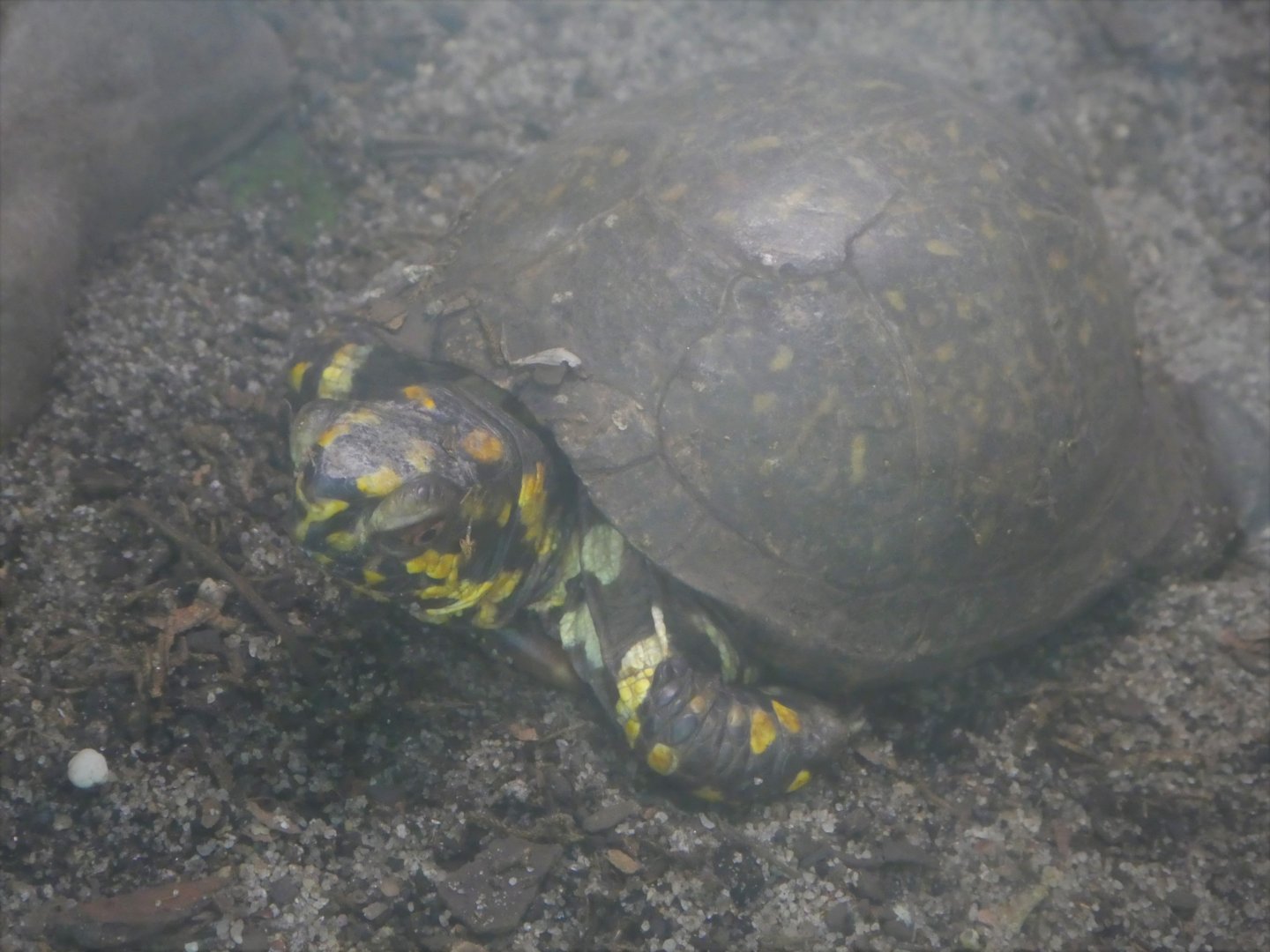 The Vista - Pine Rocklands - Florida Box Turtle