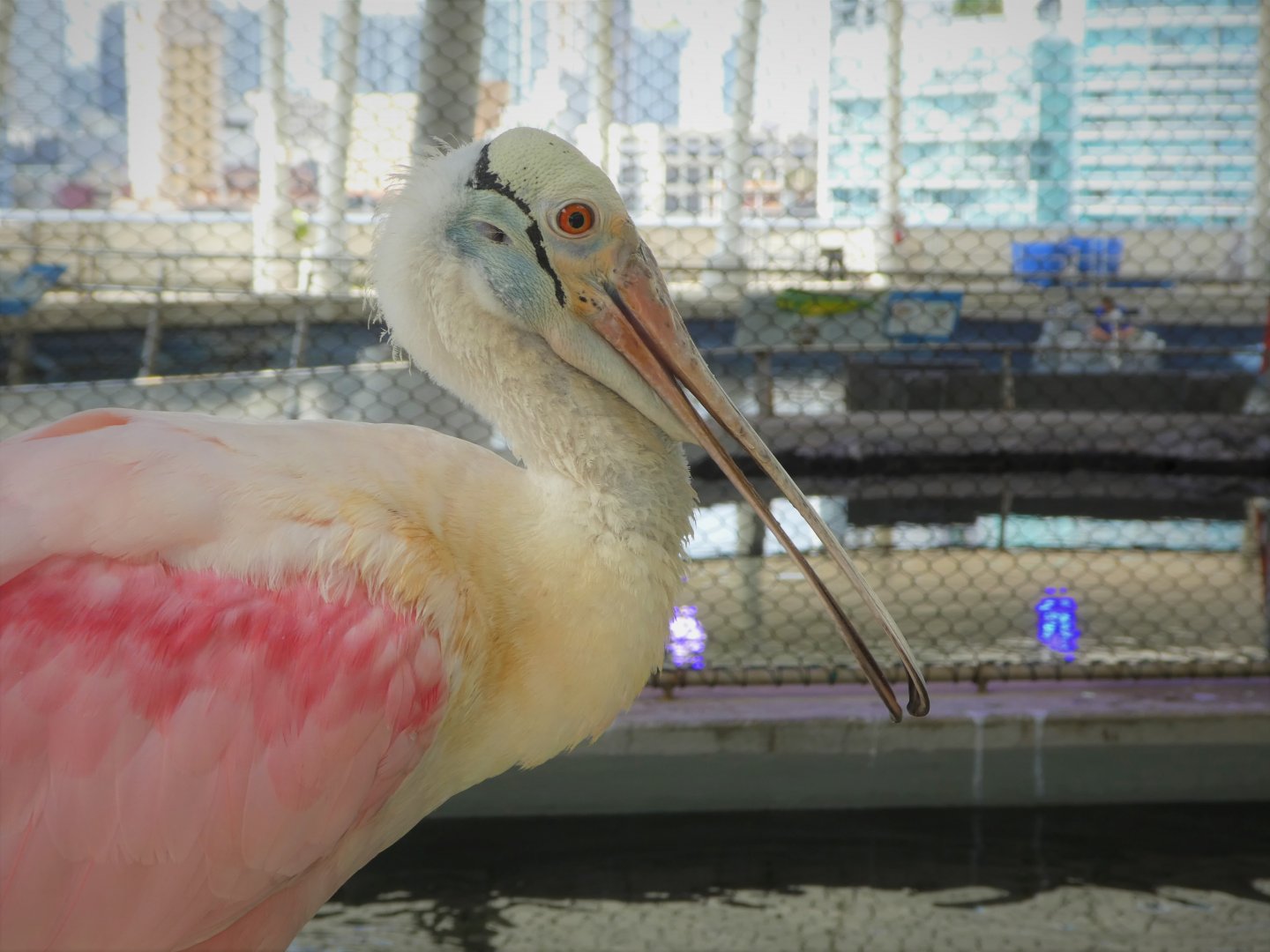 The Vista - Roseate Spoonbill