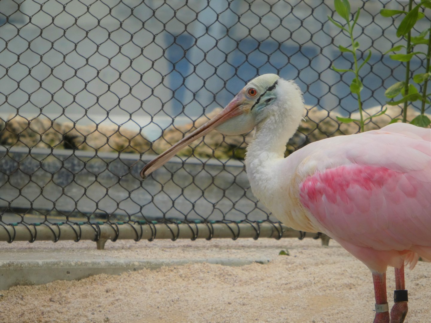 The Vista - Roseate Spoonbill