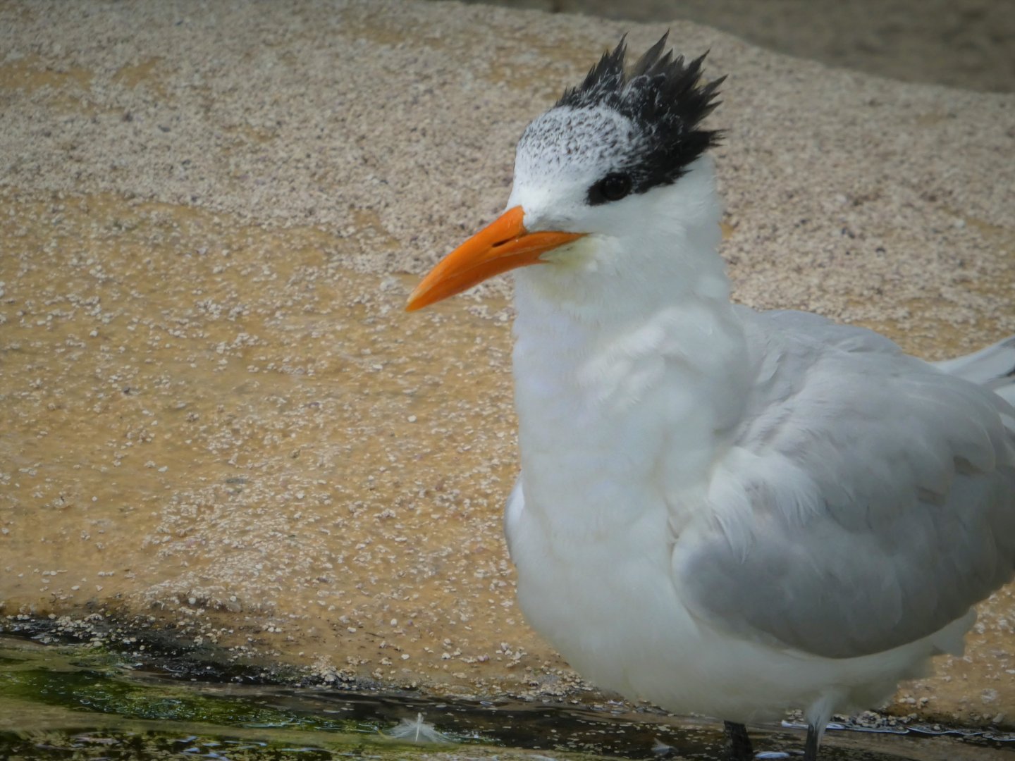 The Vista - Royal Tern