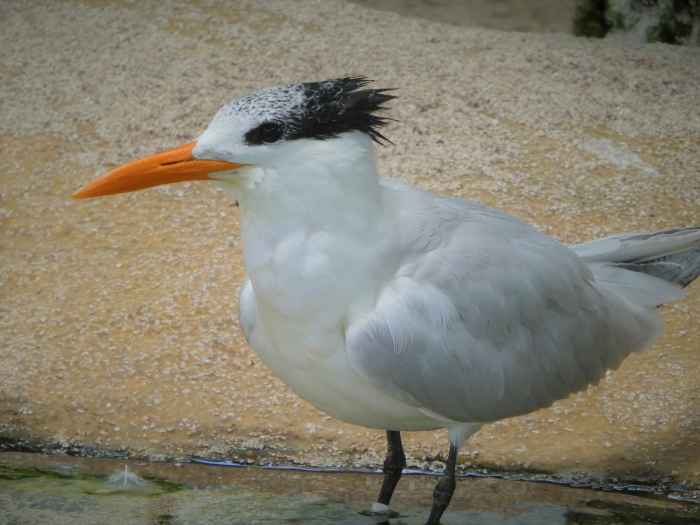The Vista - Royal Tern