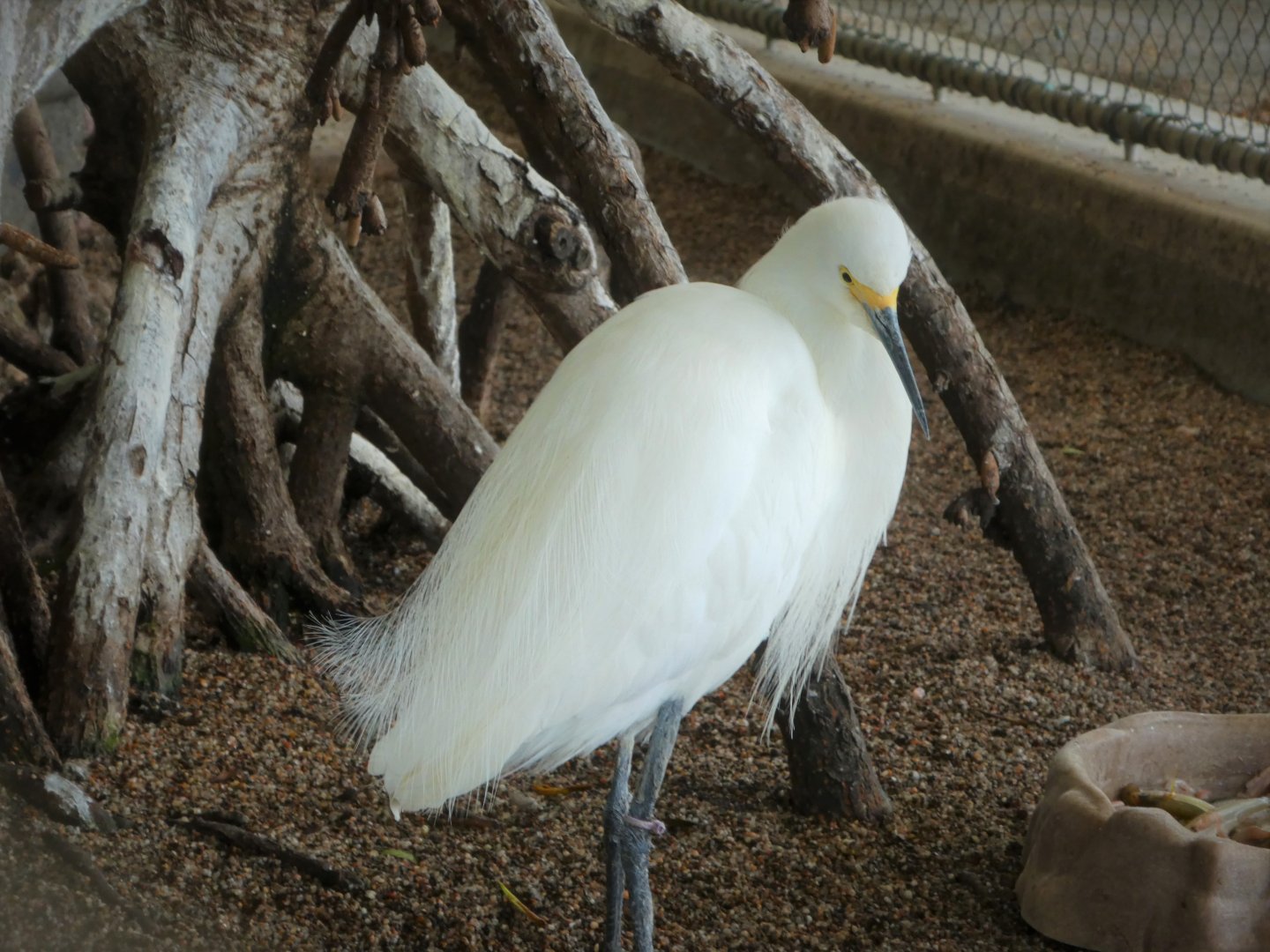 The Vista - Snowy Egret