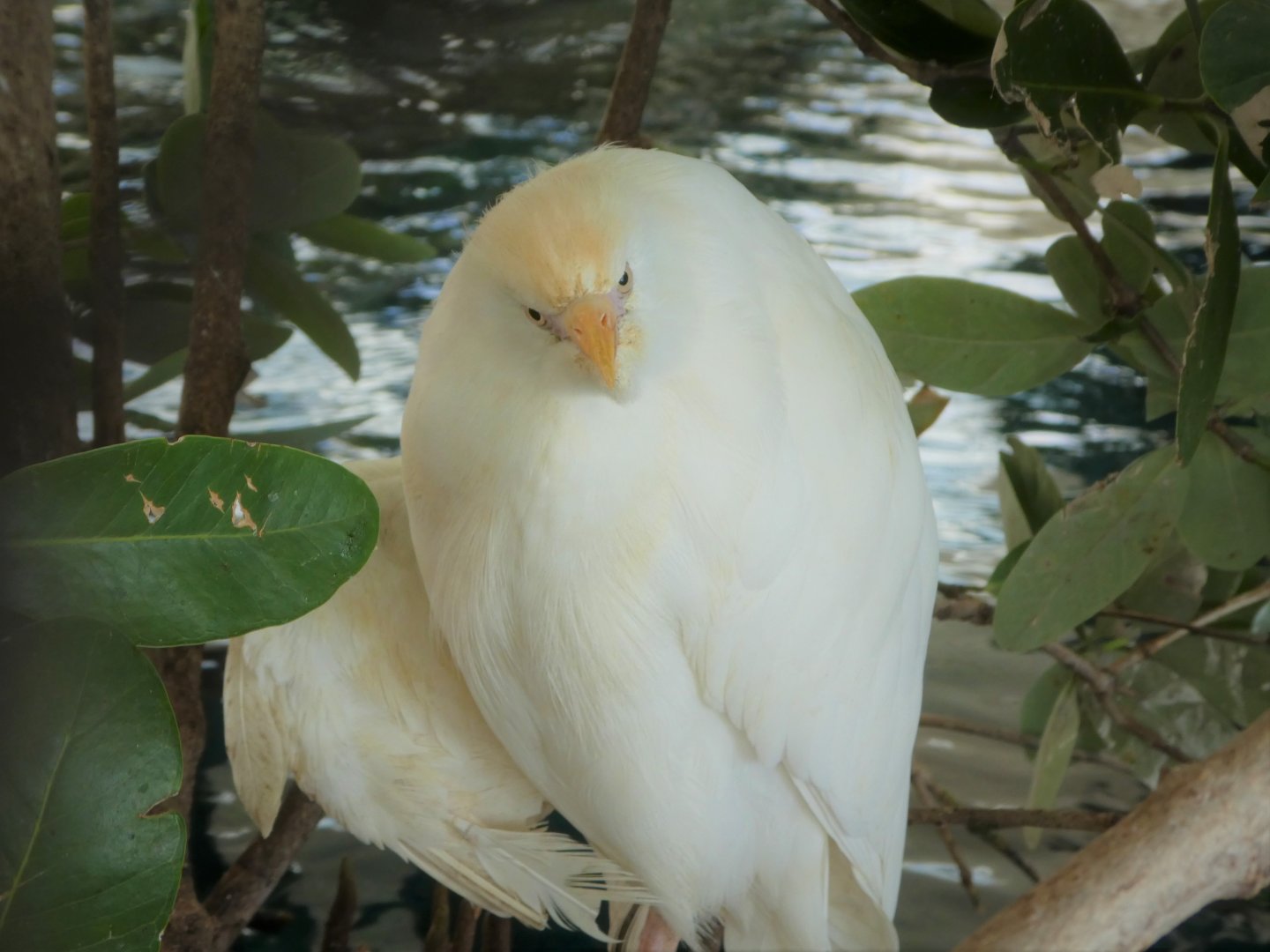 The Vista - Western Cattle Egret