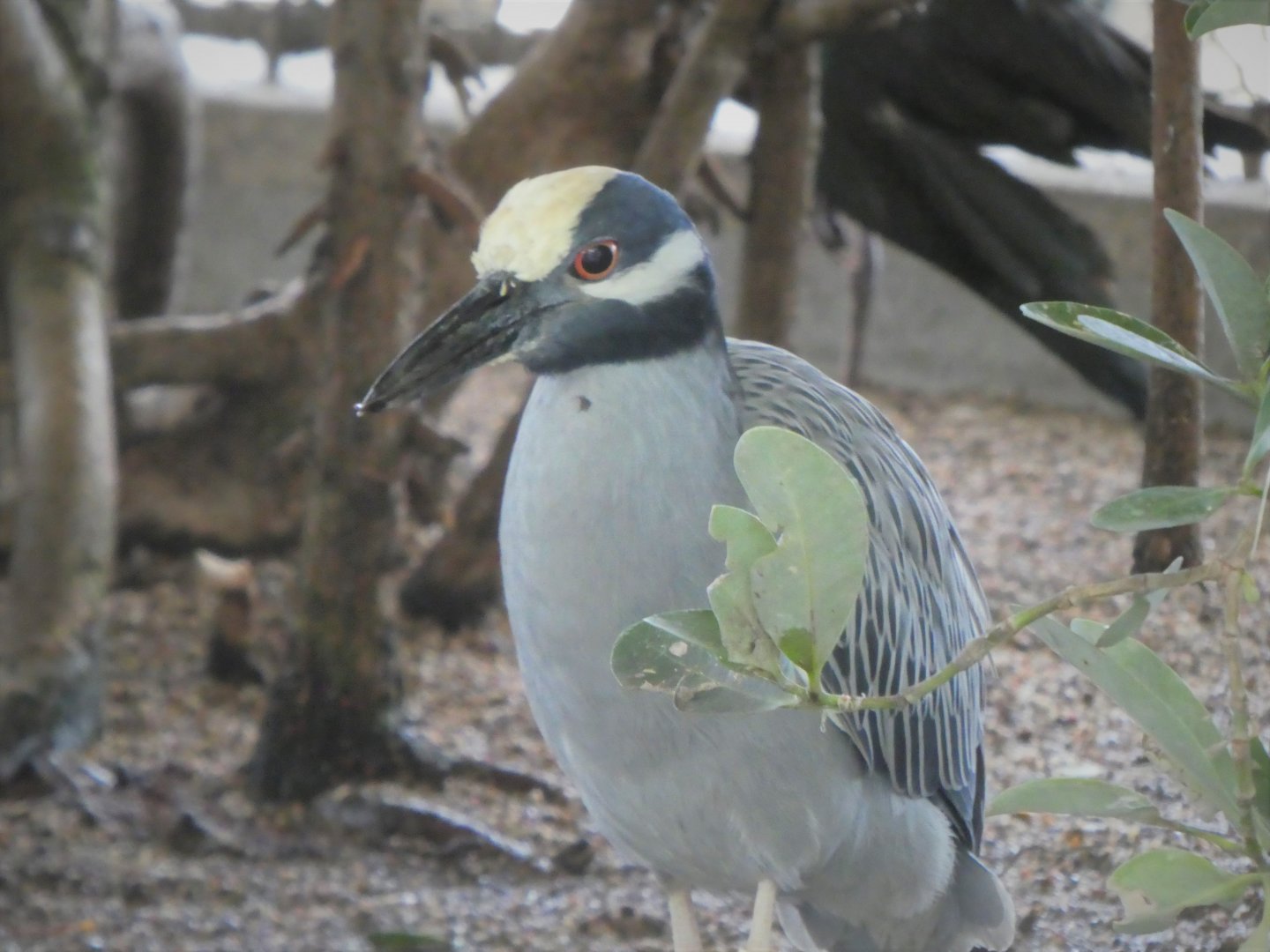 The Vista - Yellow-crowned Night-Heron