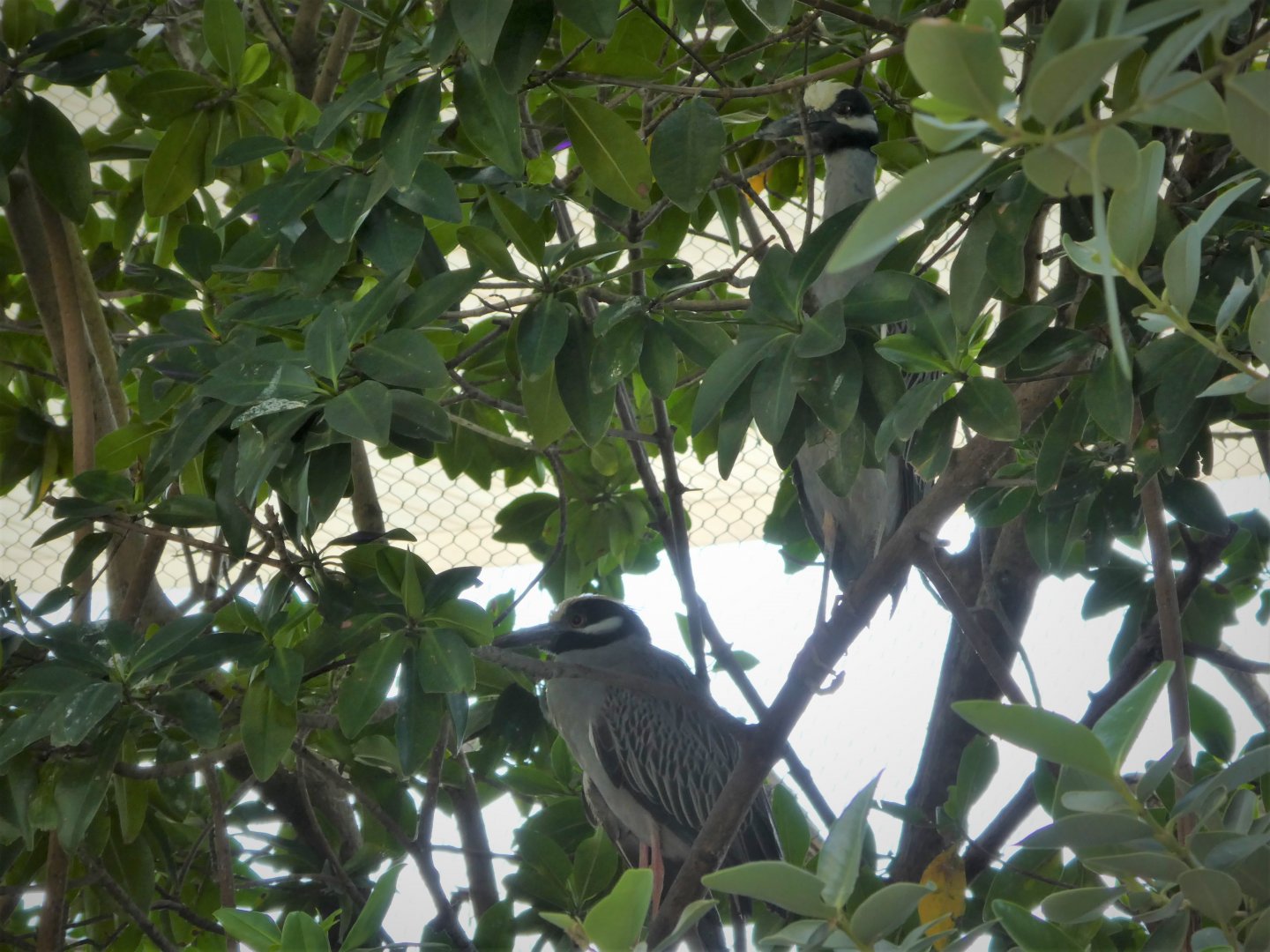 The Vista - Yellow-crowned Night-Herons