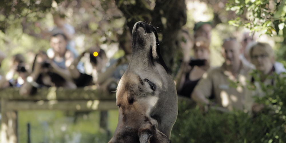 The Walk and Talk reaches the okapi paddock