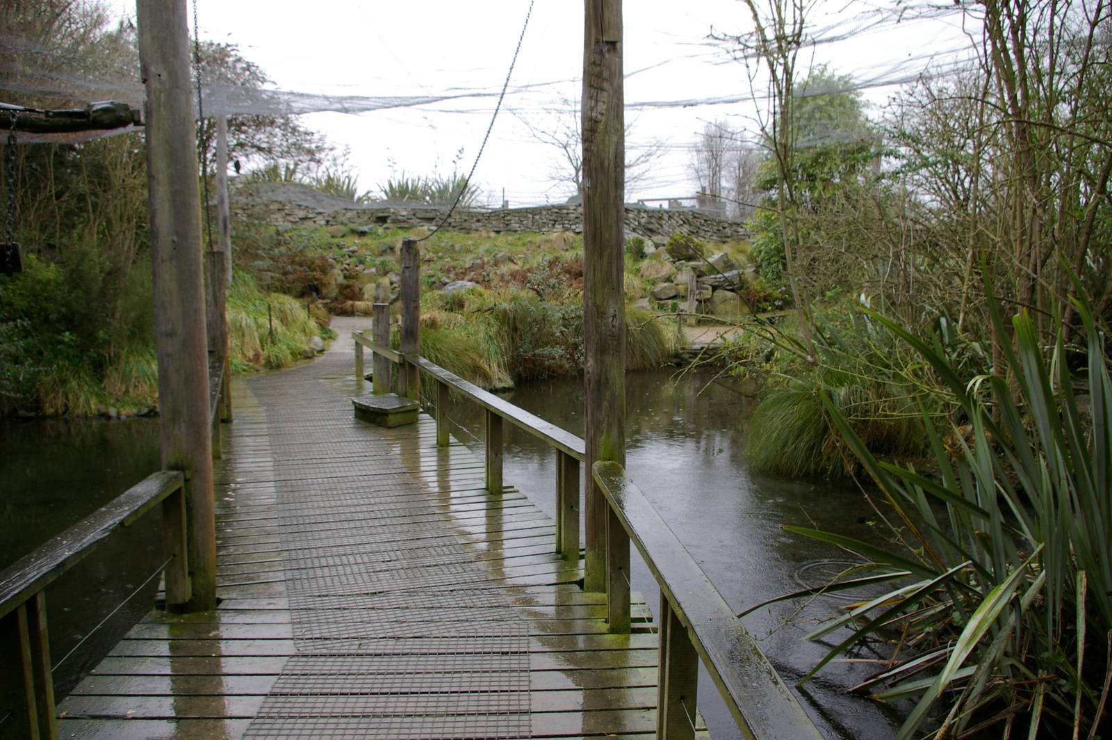 the walk-through kea aviary at Willowbank