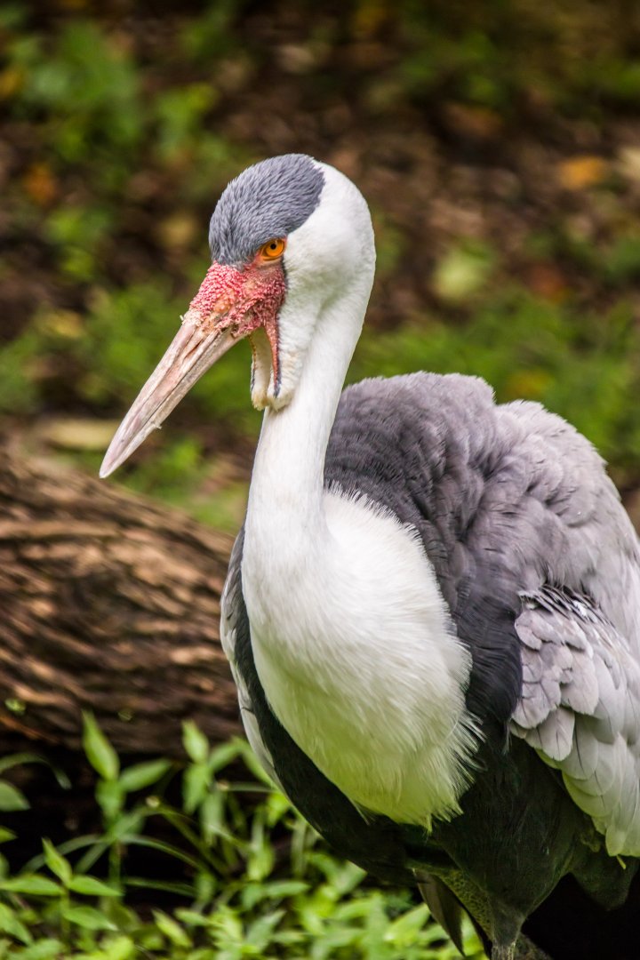The wattled crane (Grus carunculata)