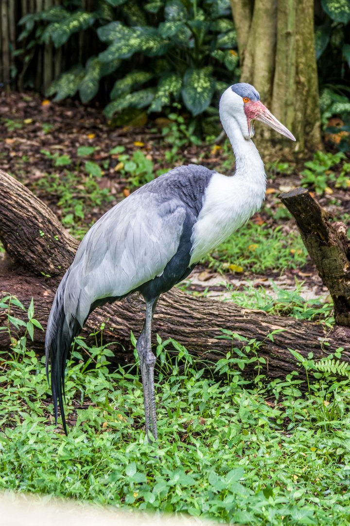 The wattled crane (Grus carunculata)