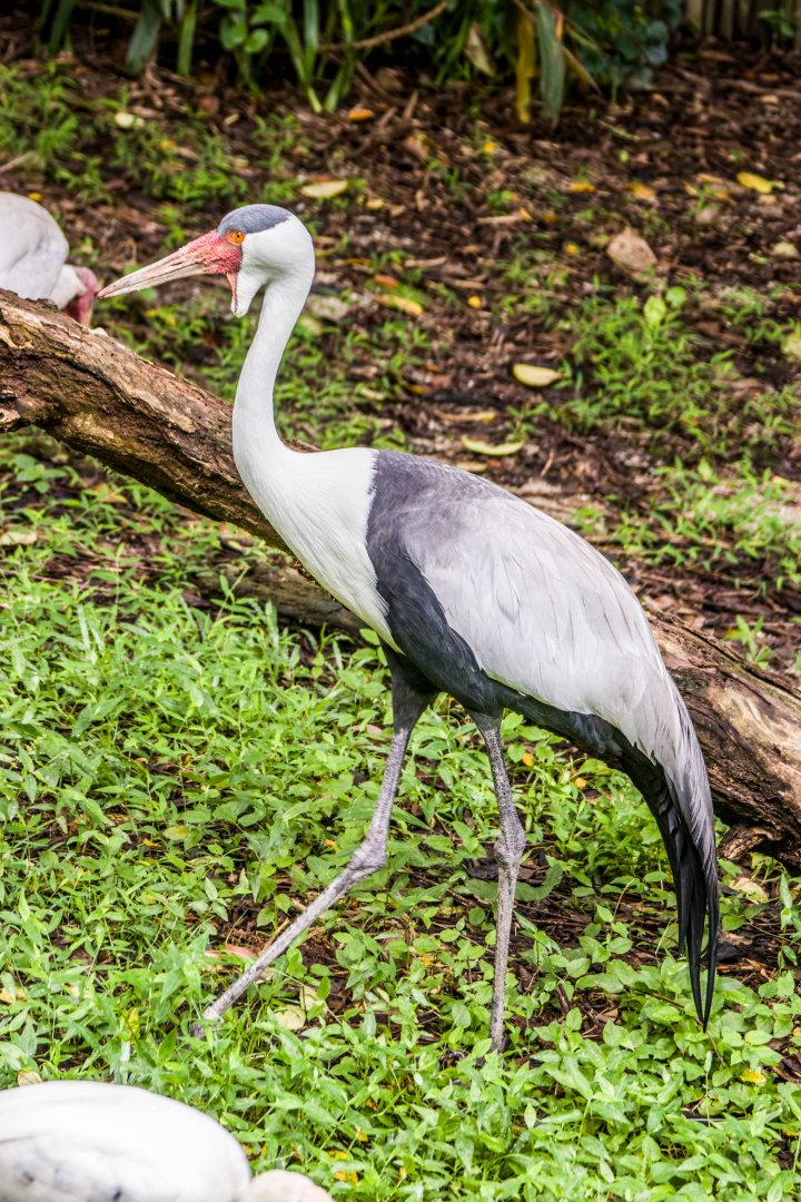 The wattled crane (Grus carunculata)
