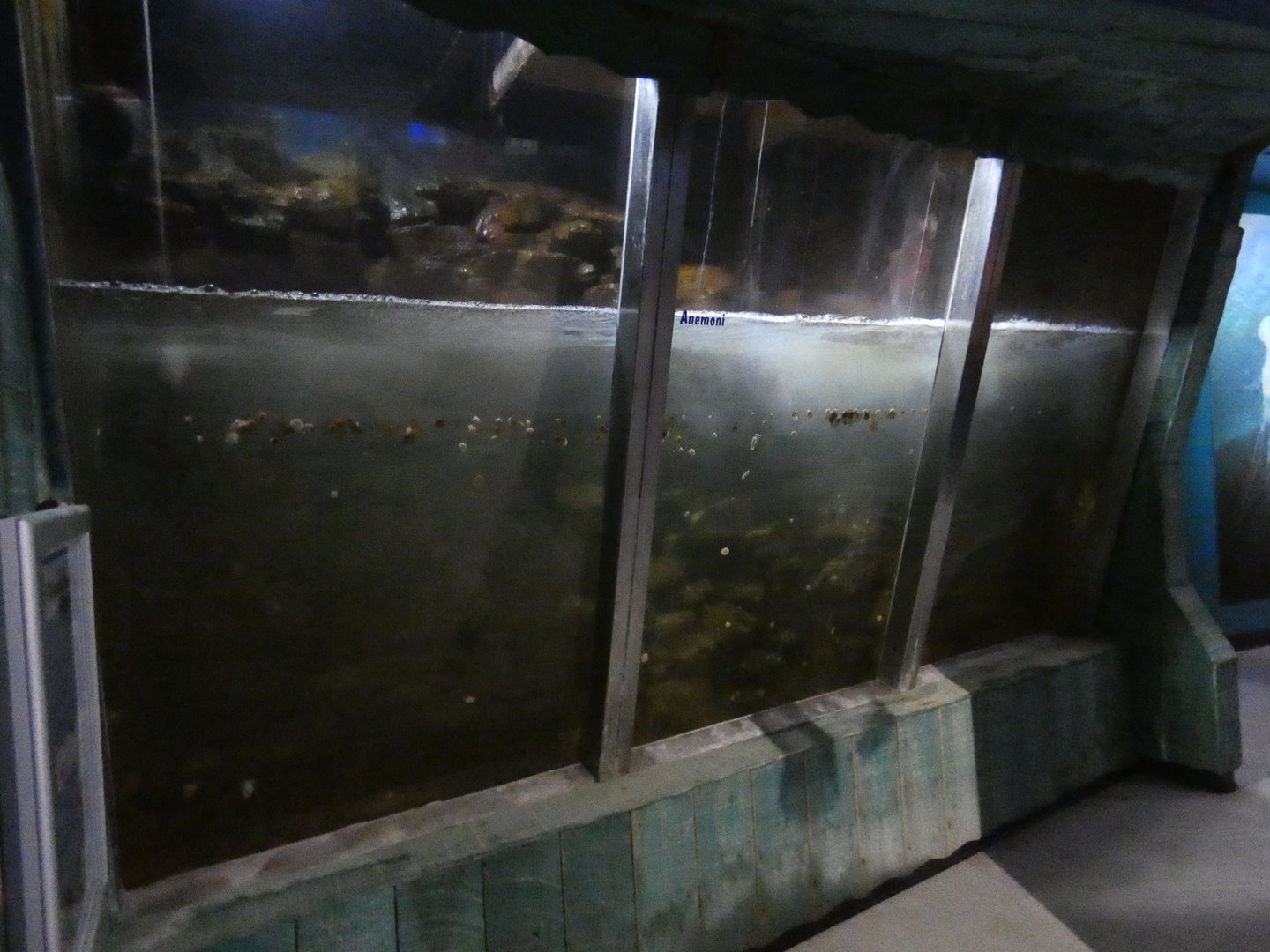 The Wave tank - Anglesey Sea Zoo